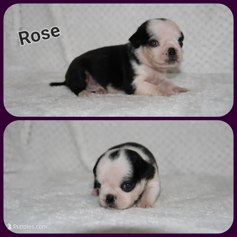 Rose – Pug puppy for sale in Brookville, OH