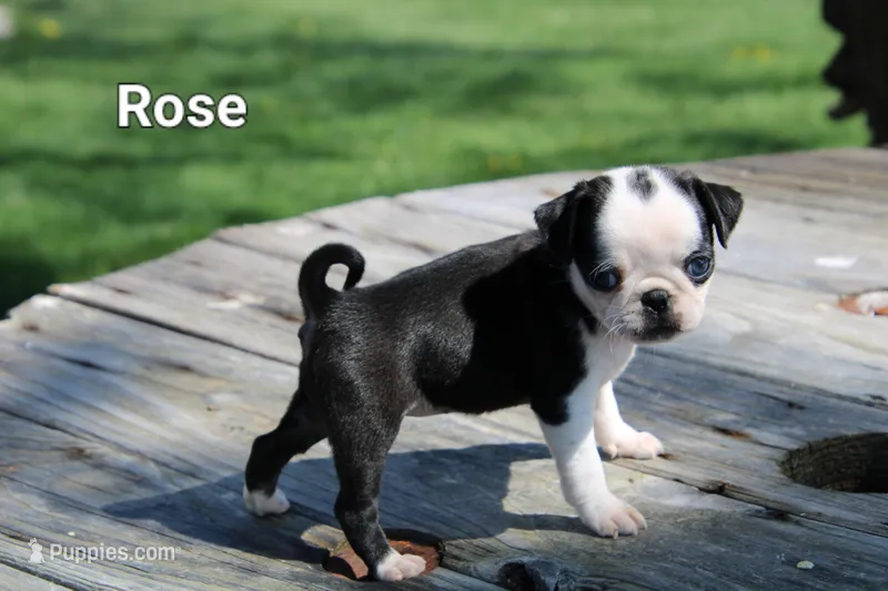 Rose – Pug puppy for sale in Brookville, OH