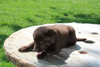 Dandy, a male Labrador Retriever for sale in Brookville, OH – 5 of 5