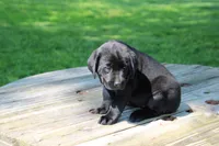 Landy, a female Labrador Retriever for sale in Brookville, OH – 3 of 4