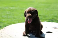 Dandy, a male Labrador Retriever for sale in Brookville, OH – 1 of 5