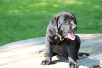 Mandy, a female Labrador Retriever for sale in Brookville, OH – 1 of 4
