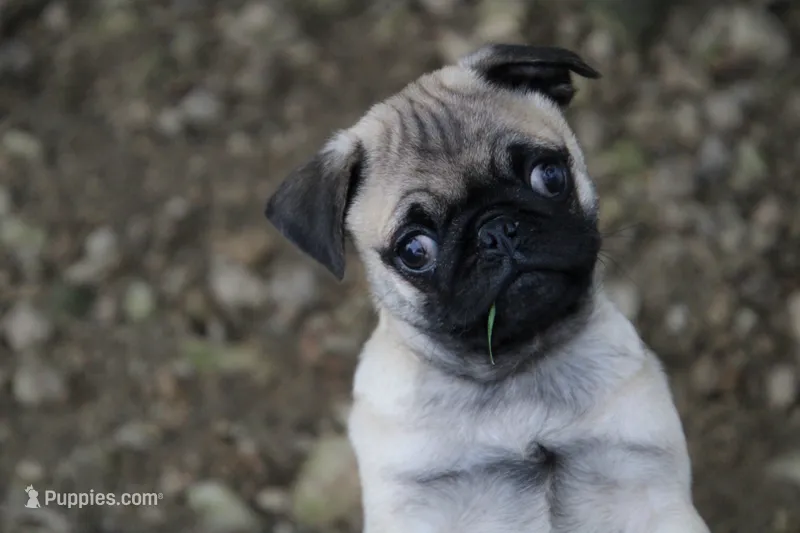 Teddy – Pug puppy for sale in Brookville, OH