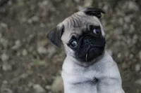 Teddy, a male Pug for sale in Brookville, OH – 1 of 3
