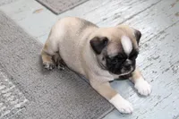 Faith, a female Pug for sale in Brookville, OH – 3 of 3