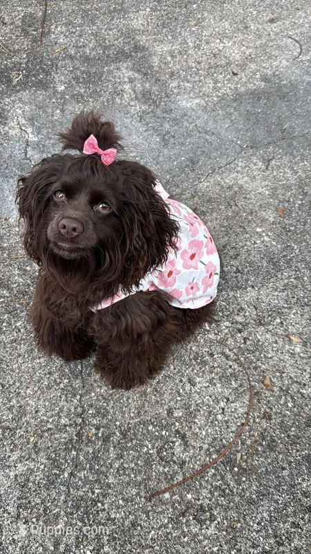 Mocha – Cocker Spaniel puppy for sale in Fort Lauderdale, FL