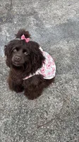 Mocha, a female Cocker Spaniel for sale in Fort Lauderdale, FL – Photo 1 of 2