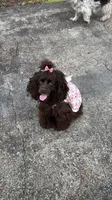 Mocha, a female Cocker Spaniel for sale in Fort Lauderdale, FL – Photo 2 of 2
