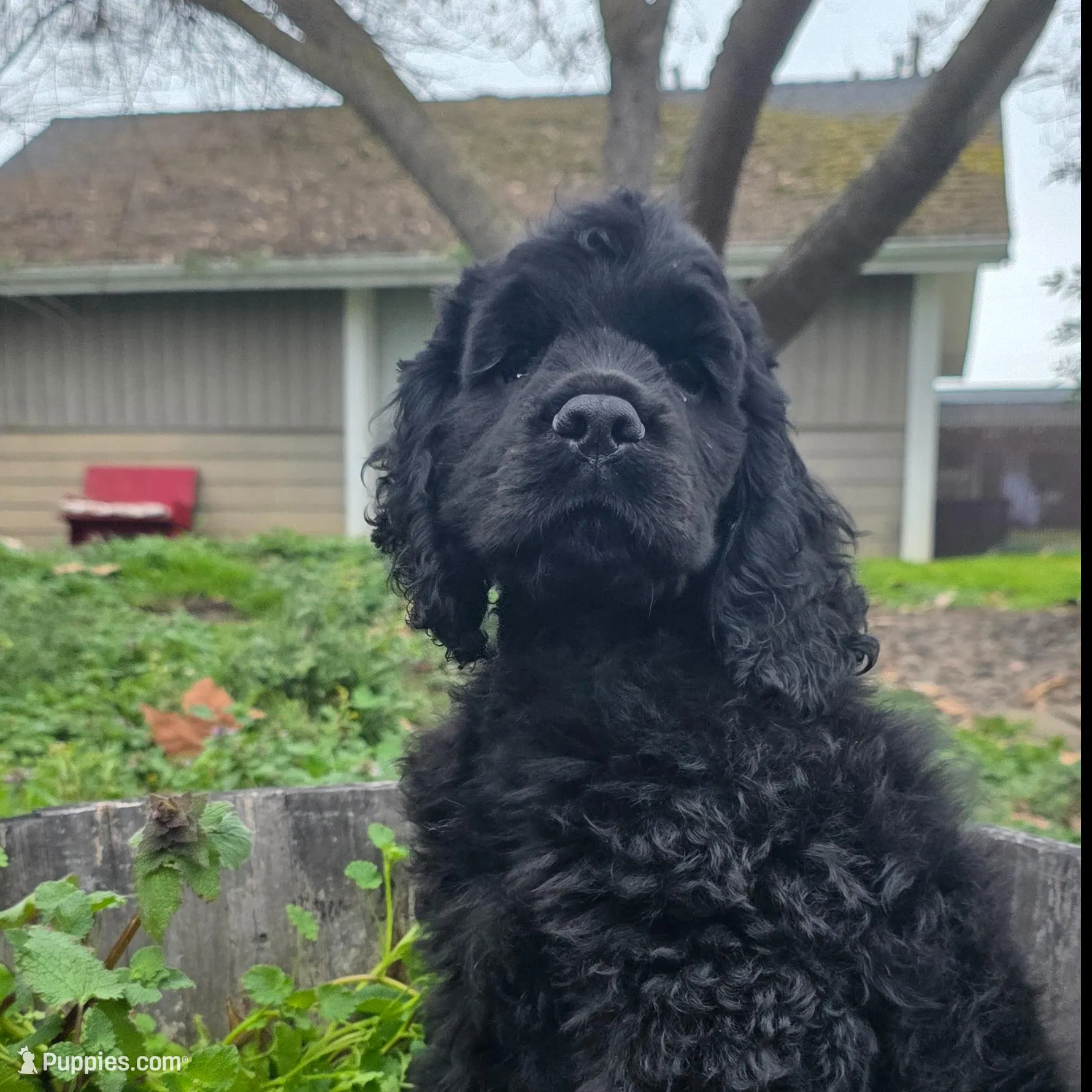 Toffee – Cocker Spaniel puppy for sale in Medford, OR