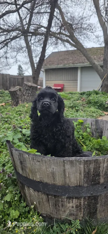 Peppermint – Cocker Spaniel puppy for sale in Medford, OR