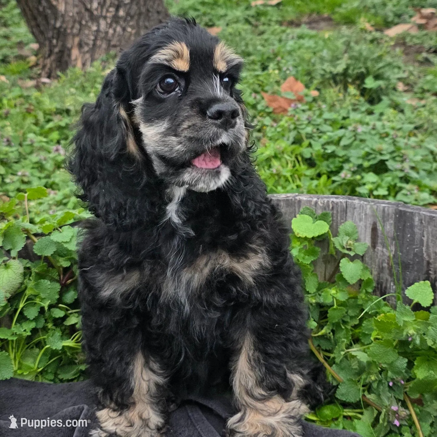 Nutmeg – Cocker Spaniel puppy for sale in Medford, OR
