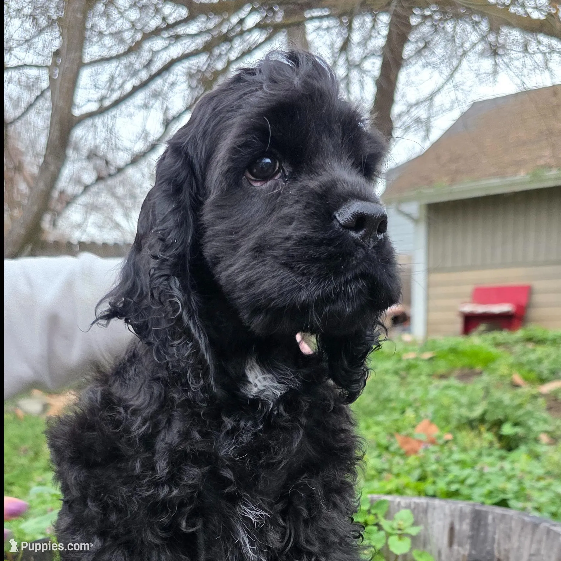 Biscotti – Cocker Spaniel puppy for sale in Medford, OR