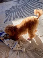 Tawny, a female Poodle - Toy  for sale in Broken Arrow, OK – Photo 2 of 3