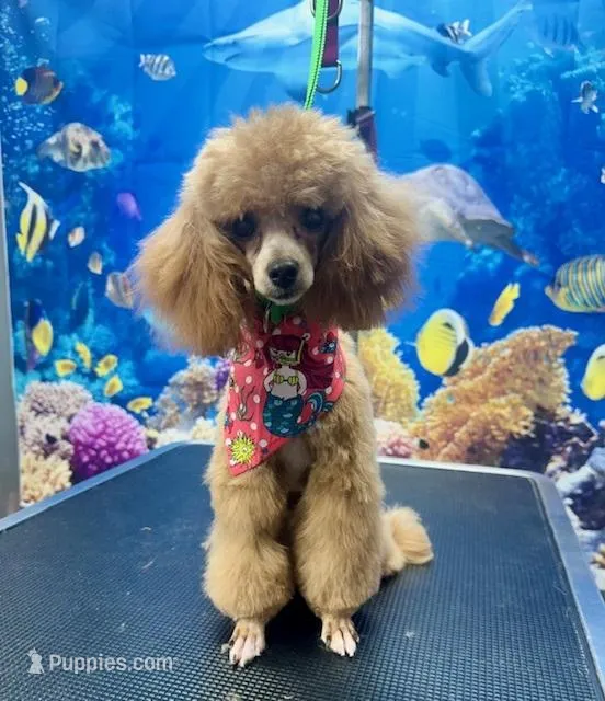 Tawny – Poodle - Toy  puppy for sale in Broken Arrow, OK