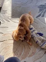 Tawny, a female Poodle - Toy  for sale in Broken Arrow, OK – Photo 3 of 3