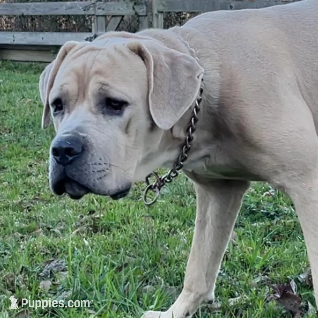 Blue Collar Male, a male Cane Corso for sale in Lake Charles, LA – Photo 3 of 6