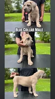 Blue Collar Male, a male Cane Corso for sale in Lake Charles, LA – Photo 1 of 9