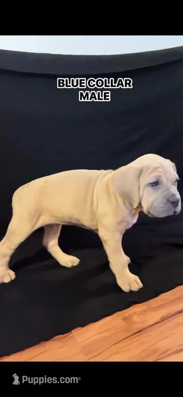 Blue Collar Male – Cane Corso puppy for sale in Lake Charles, LA