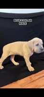 Blue Collar Male, a male Cane Corso for sale in Lake Charles, LA – Photo 2 of 9