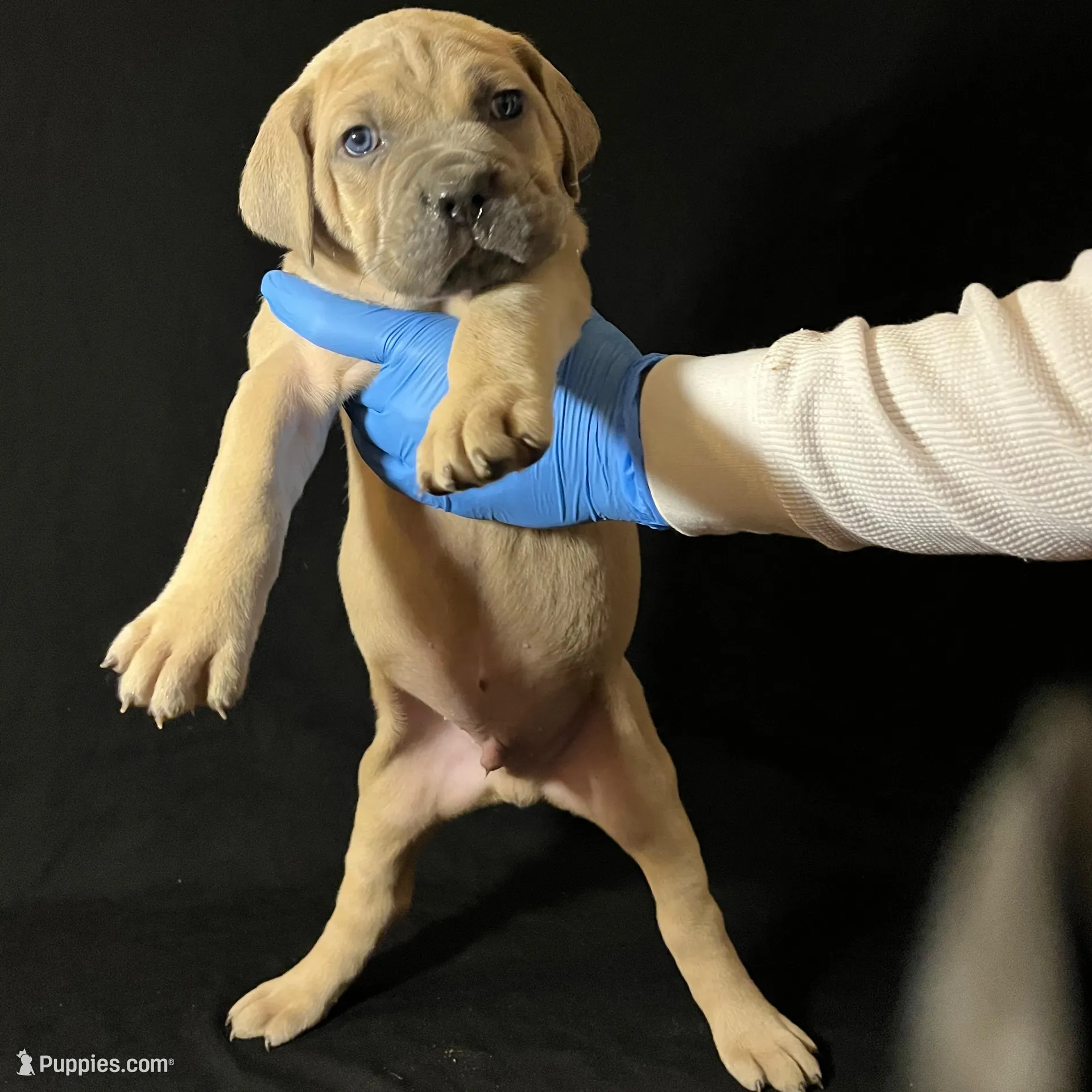 Blue Collar Male, a male Cane Corso for sale in Lake Charles, LA – Photo 2 of 6