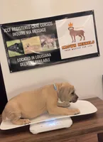 Blue Collar Male, a male Cane Corso for sale in Lake Charles, LA – Photo 3 of 9