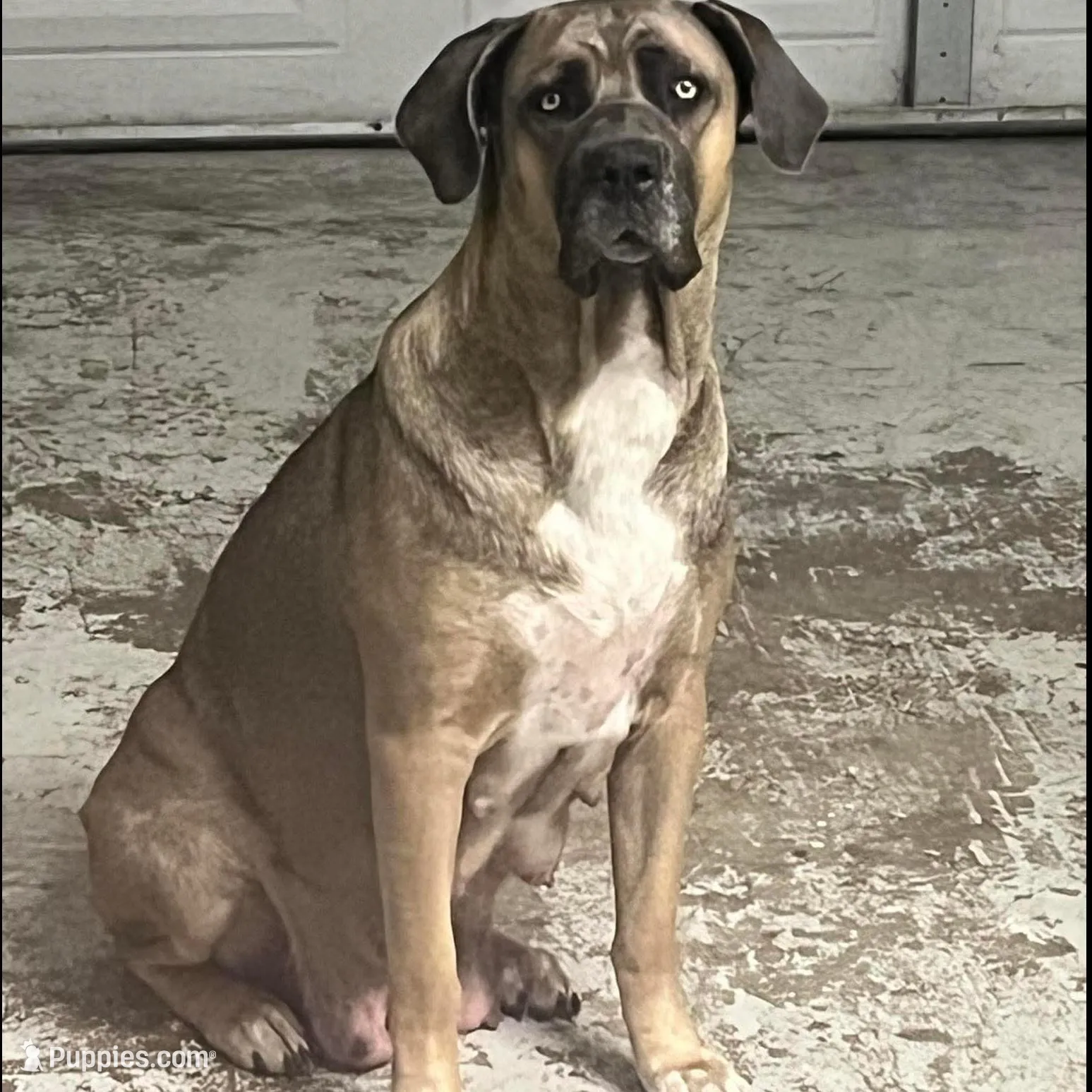 Blue Collar Male, a male Cane Corso for sale in Lake Charles, LA – Photo 4 of 6