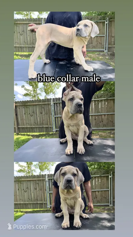 Blue Collar Male – Cane Corso puppy for sale in Lake Charles, LA