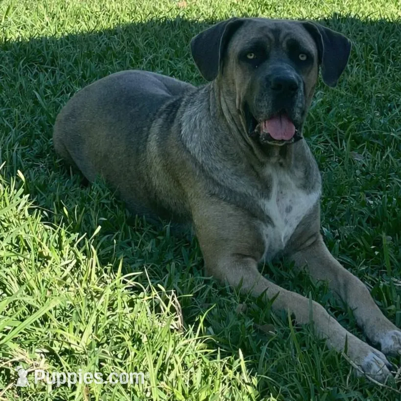 Blue Collar Male, a male Cane Corso for sale in Lake Charles, LA – Photo 6 of 6
