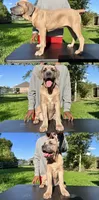 Orange Collar Male, a male Cane Corso for sale in Lake Charles, LA – 1 of 10