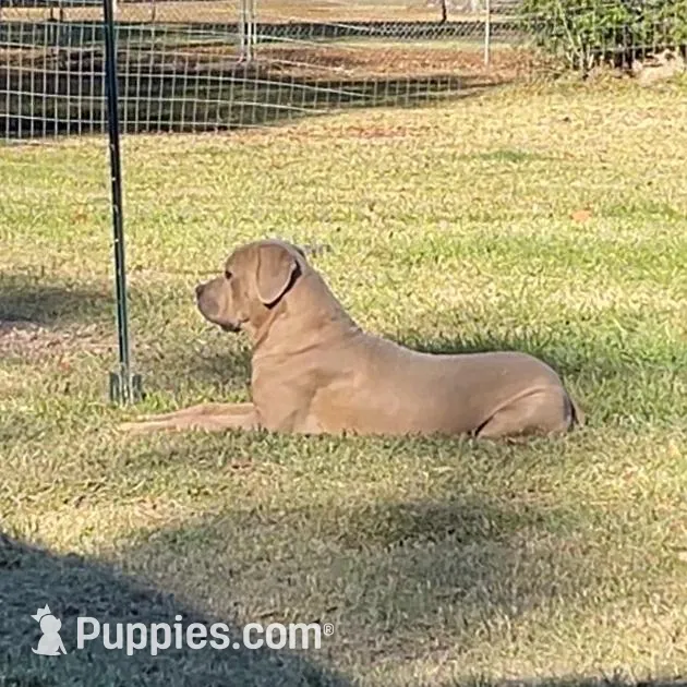 Purple Collar Female, a female Cane Corso for sale in Lake Charles, LA – Photo 8 of 9