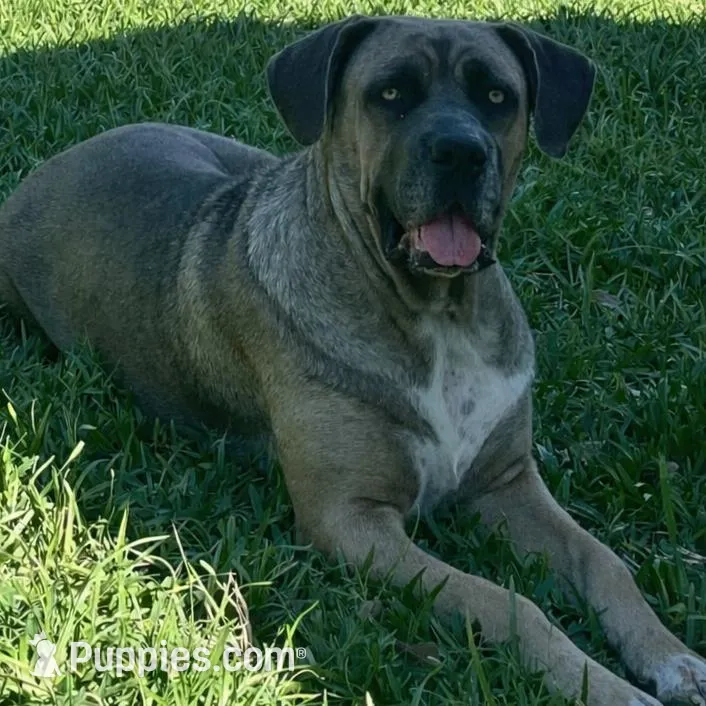 Purple Collar Female, a female Cane Corso for sale in Lake Charles, LA – Photo 9 of 9
