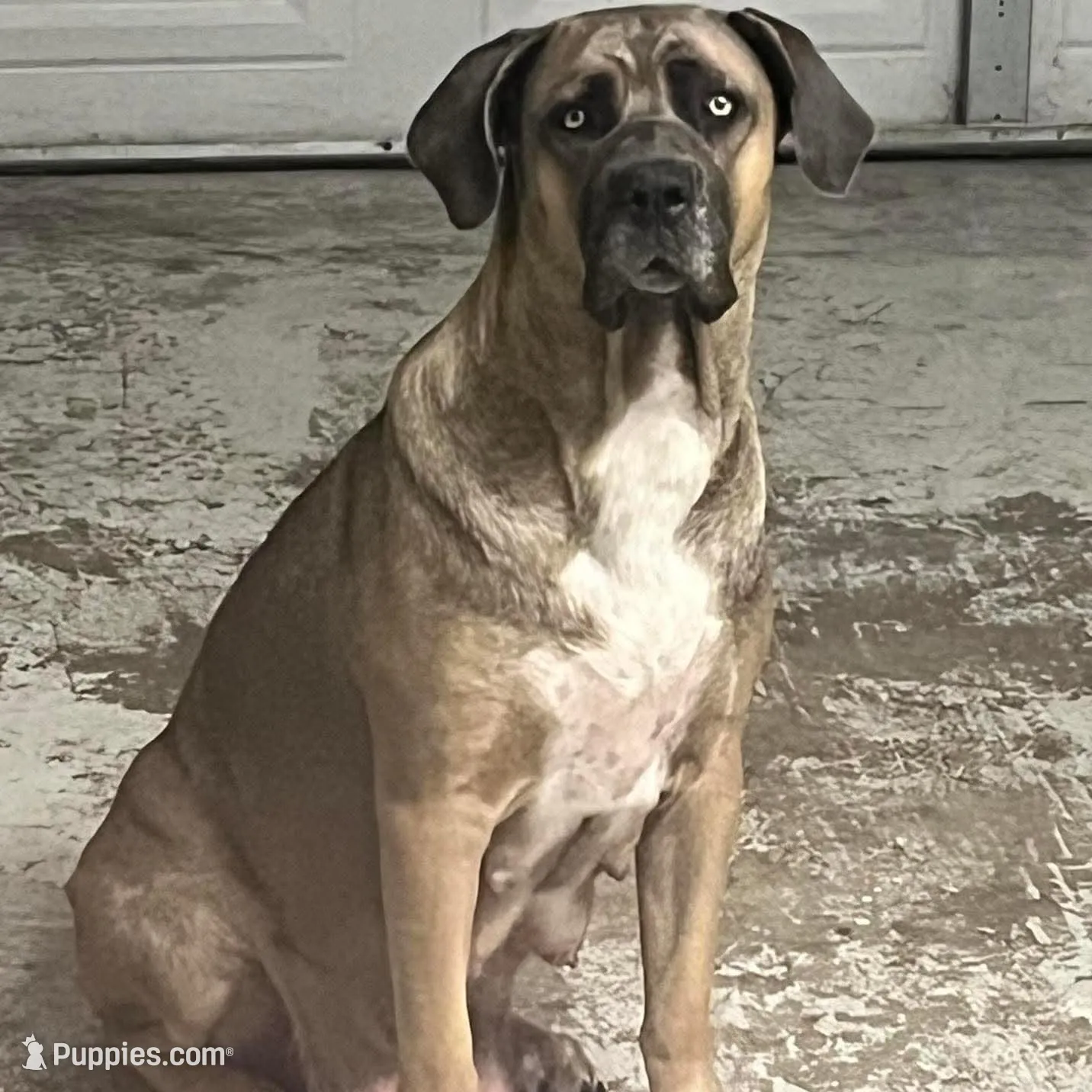 Purple Collar Female, a female Cane Corso for sale in Lake Charles, LA – Photo 7 of 9