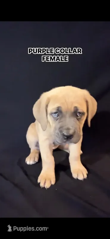 Purple Collar Female – Cane Corso puppy for sale in Lake Charles, LA