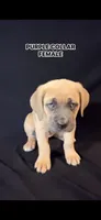 Purple Collar Female, a female Cane Corso for sale in Lake Charles, LA – Photo 2 of 9