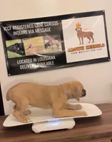 Purple Collar Female, a female Cane Corso for sale in Lake Charles, LA – Photo 3 of 9