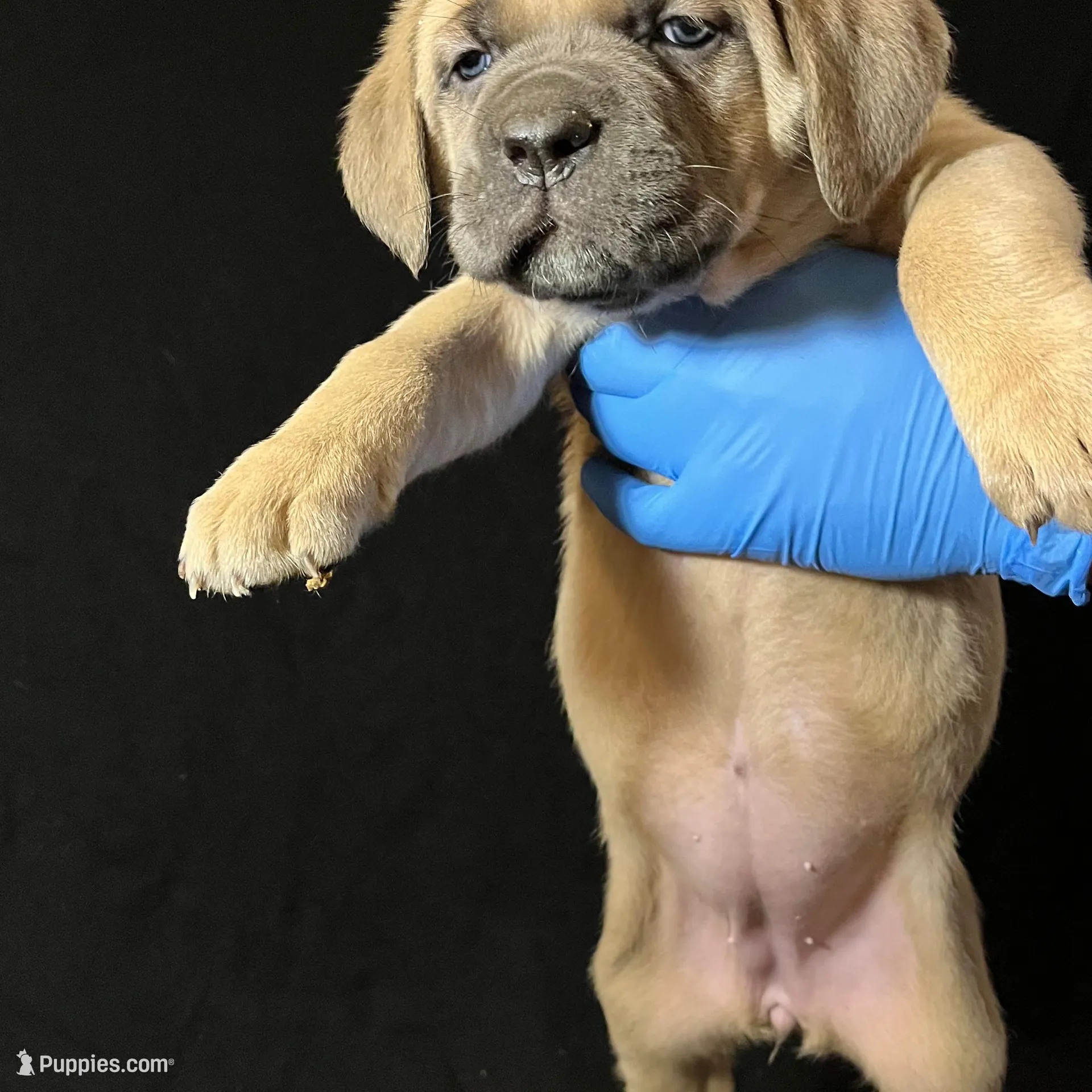 Purple Collar Female, a female Cane Corso for sale in Lake Charles, LA – Photo 5 of 9