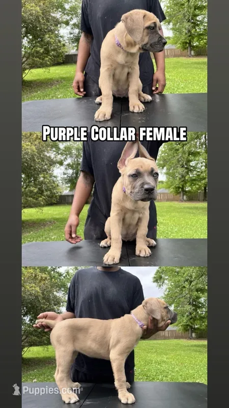 Purple Collar Female – Cane Corso puppy for sale in Lake Charles, LA