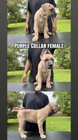 Purple Collar Female, a female Cane Corso for sale in Lake Charles, LA – Photo 1 of 9