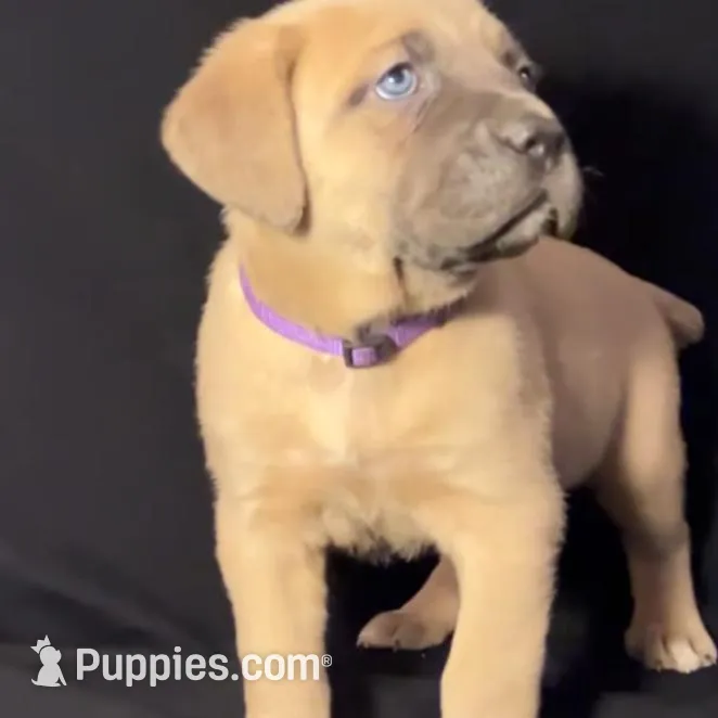 Purple Collar Female