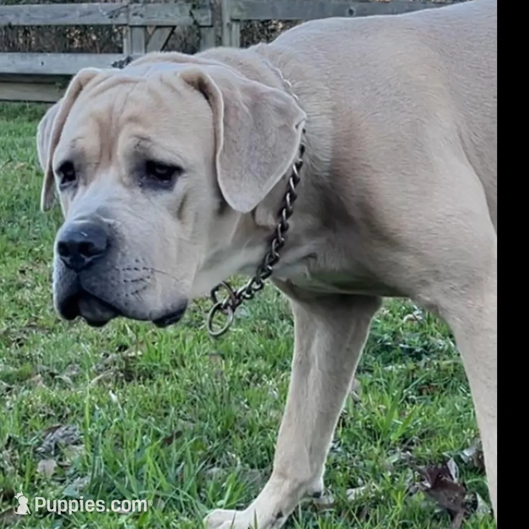 Purple Collar Female, a female Cane Corso for sale in Lake Charles, LA – Photo 6 of 9