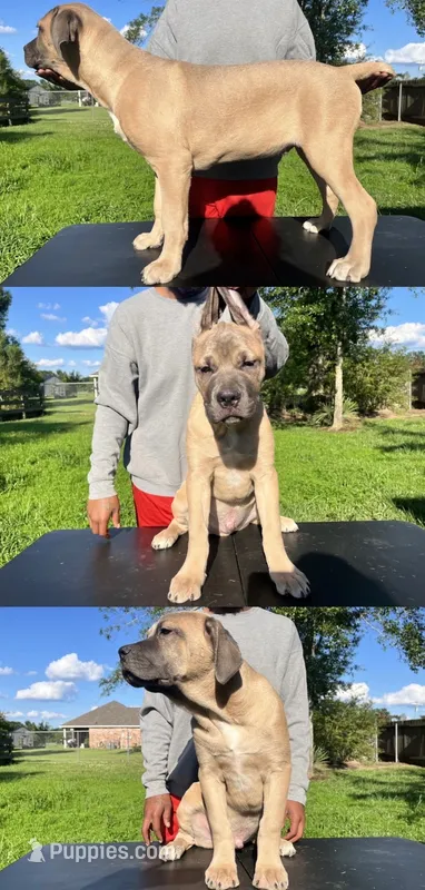 Green Collar Male – Cane Corso puppy for sale in Lake Charles, LA
