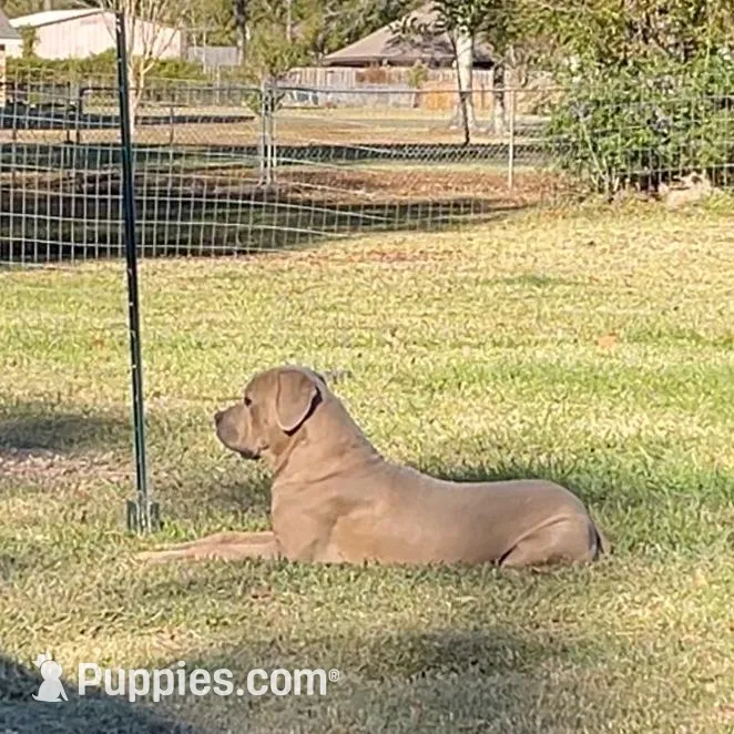 Brown Collar Female, a female Cane Corso for sale in Lake Charles, LA – Photo 5 of 6
