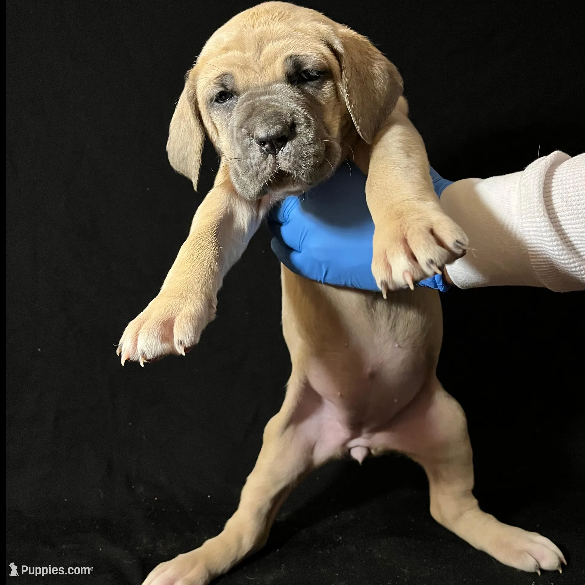Brown Collar Female, a female Cane Corso for sale in Lake Charles, LA – Photo 2 of 6