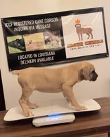 Brown Collar Female, a female Cane Corso for sale in Lake Charles, LA – Photo 3 of 9