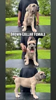 Brown Collar Female, a female Cane Corso for sale in Lake Charles, LA – Photo 1 of 9