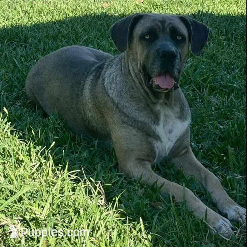 Brown Collar Female, a female Cane Corso for sale in Lake Charles, LA – Photo 6 of 6