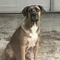 Brown Collar Female, a female Cane Corso for sale in Lake Charles, LA – Photo 7 of 9