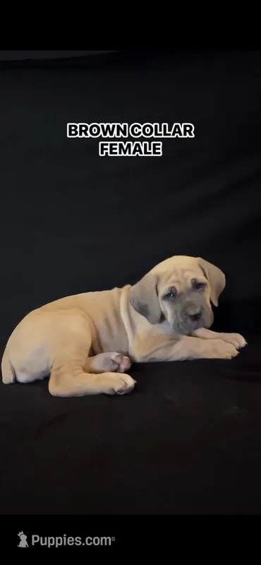 Brown Collar Female – Cane Corso puppy for sale in Lake Charles, LA