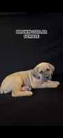 Brown Collar Female, a female Cane Corso for sale in Lake Charles, LA – Photo 2 of 9