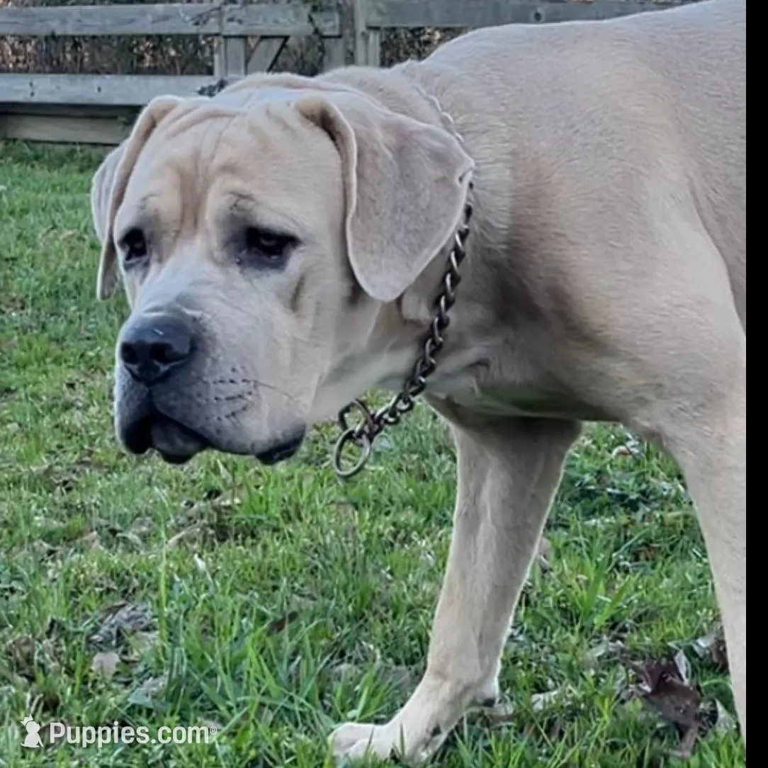 Yellow Collar Female, a female Cane Corso for sale in Lake Charles, LA – Photo 3 of 6